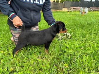 Rotvajler, rtw, rottweiler