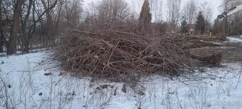 Větve ke štěpkováni zdarma - 1