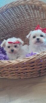 Maltézský psík, Maltézáček bez PP,