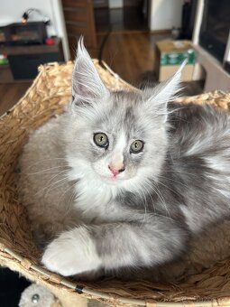 Mainska myvali bez Pp