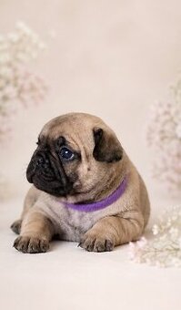 Francouzský buldoček s PP- Elysia Hromadog brunensis