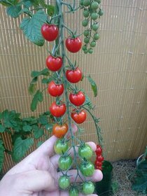 Semínka - Rajče tyčkové červené cherry