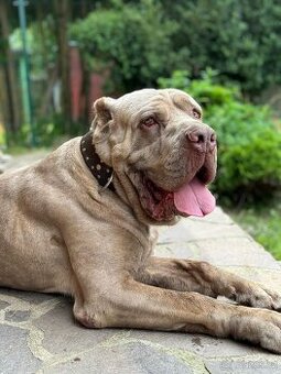Bandog