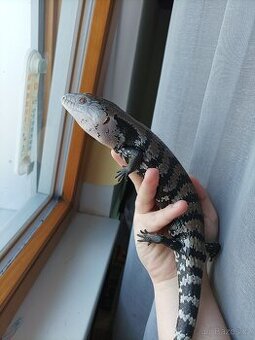 Tiliqua Gigas Halmahera - 1