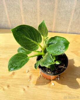 Philodendron birkin