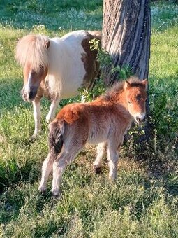 Mini pony