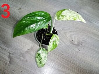 Epipremnum pinnatum Marble