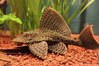 Krunýřovec síťovaný - Pterygoplichthys gibbiceps - 1