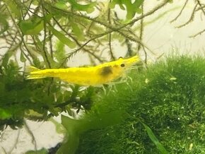 Krevetky žluté Yellow neon stripe - Neocaridina davidi