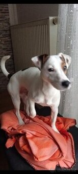 Jack Russell