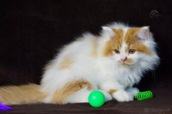 Britský kocourek s PP