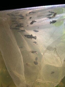 Black Molly a Mečovky