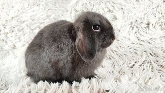 Zakrslý beránek, králíček, králík - CRISTIAN
