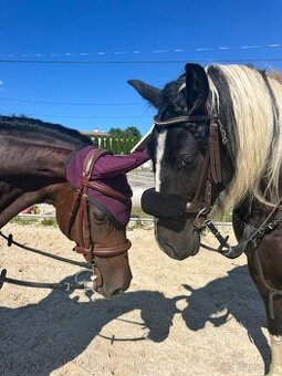 Kobylka Wesh part-bred