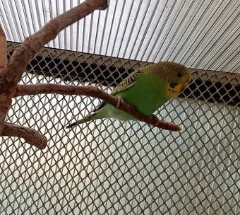 Andulka vlnkovaná - mláďata prodej