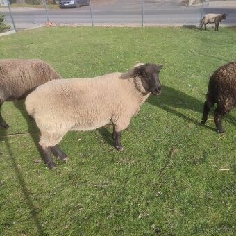 Sufolk 2 barany, 2 ovce Zwartbles