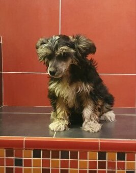 Roztomilý chlupáček