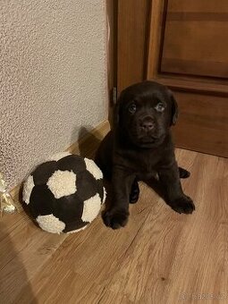 Čokoládová štěňátka labradorského retrívra s PP