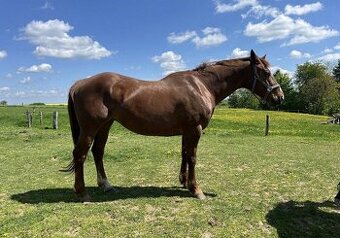 Polokrevná březí klisna výborného charakteru