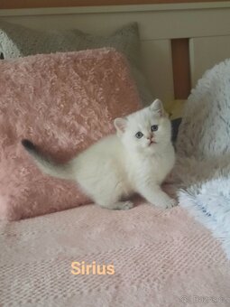 Krásná koťátka s PP k rezervaci