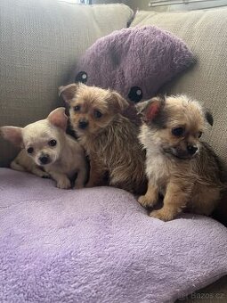 Štěňata Čivava křížená