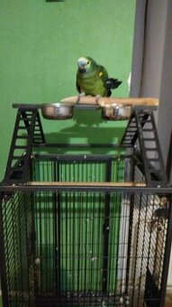 Papoušek amazon s klecí