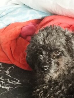 Nabízím ke krytí pejska Ruský barevný boloňský