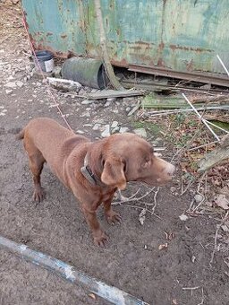 Útočiště pro 7 letého hnědého labradora