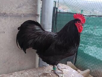 Australky velké černé a modré