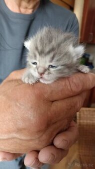 Britská whiskas kočička s PP