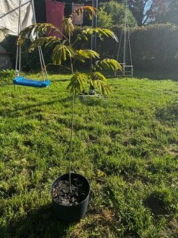 Albízie růžová (albizia julibrissin)