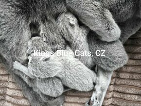 Ruská modrá kočka - koťátka - 1