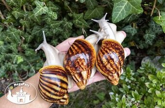 Africký šnek / megapets.eu / Archachatina marginata ovum