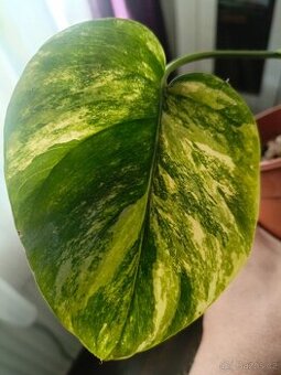 Monstera aurea