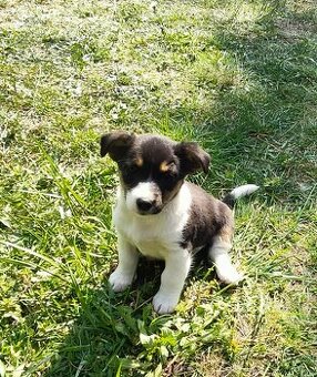 Štěňata JRT a Australský ovčák