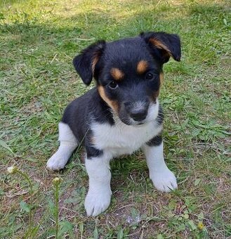 Štěňata JRT a Australský ovčák