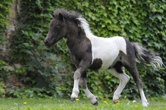 Shetland pony