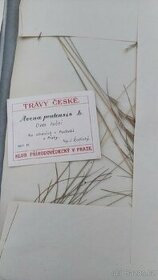 Herbář travin