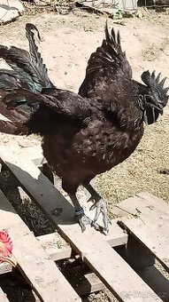 Kohout Ayam Cemani