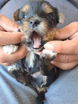 Yorkshire terrier bez PP