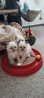 Koťátka Ragdoll - 1