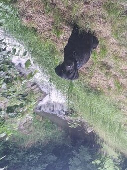 Daruji 6 leteho labradora-rotvajrlerem