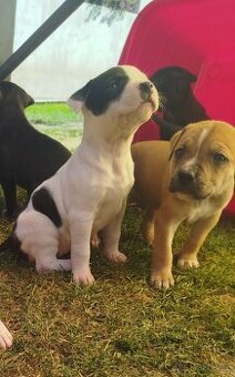 Štěňata Amercký pitbull terrier APBT pitbull