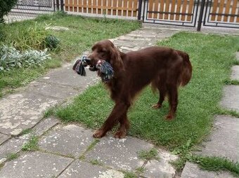 Irský setr - krytí