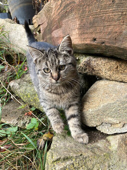 Kočička Mourinka, tříměsíční.