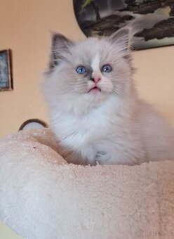 Nabízím nádherné Ragdoll koťátka s PP