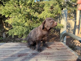 Labradorský retrívr - hnědé holčičky