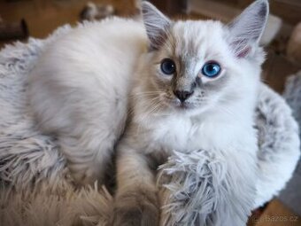 Ragdoll kocourek blue lynx s pp. Volný