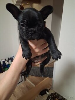 Francouzský Buldoček