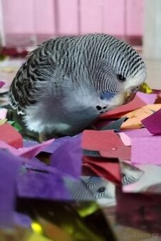 Koupím Andulku na dokrmeni